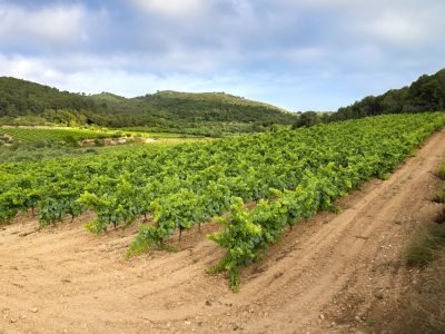 beautiful-view-vineyard-cloudy-day-perfect-wallpaper